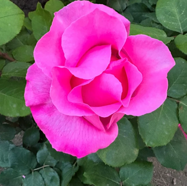 Per l’abril,
si cada gota en val mil,
cada rosa en val deu mil
i cada llibre en val cent mil.

‘Abril’, de Miquel Martí Pol